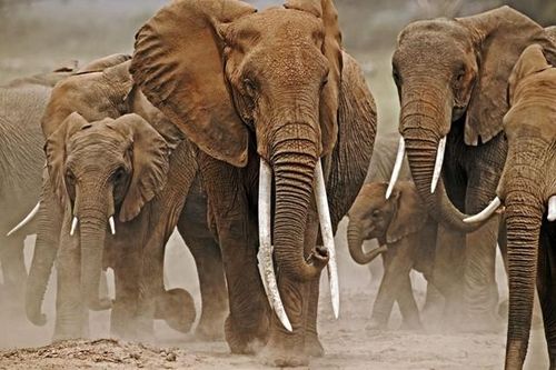 Loài động vật đầu tiên biết đặt tên cho nhau giống con người, sử dụng ngôn ngữ riêng để gọi nhau