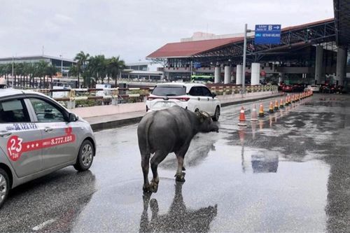 Hi hữu: Một con trâu xuất hiện nhà ga hành khách sân bay Nội Bài
