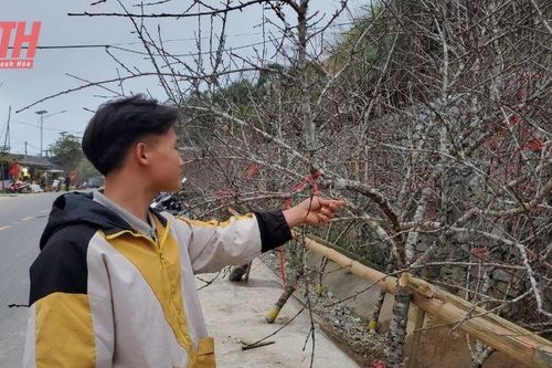 Vẻ đẹp đào đá Mường Lát