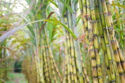 Mía đường Sơn La hoàn thành kế hoạch năm sau 2 quý