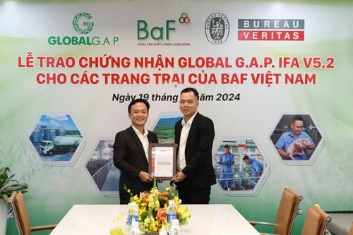 Trang trại chăn nuôi heo của BAF Việt Nam đạt chứng nhận quốc tế GlobalG.A.P