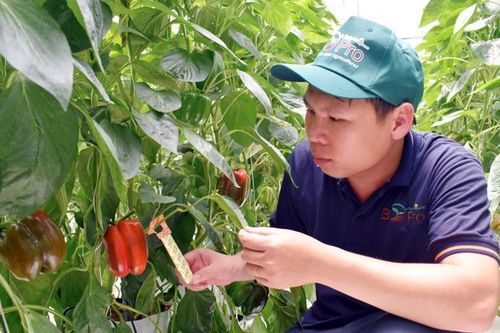 Ớt chuông, mỳ ăn liền, sầu riêng xuất khẩu vào EU phải kiểm tra dư lượng thuốc bảo vệ thực vật tại cửa khẩu
