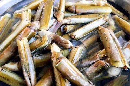 Săn móng tay biển