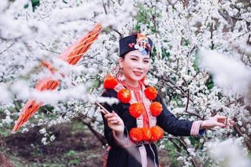Về Tân Sơn ngắm hoa mận trắng