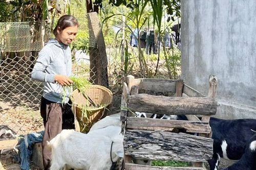 Quỹ quay vòng vốn Dự án ARISE: Giúp nông dân phát triển sản xuất