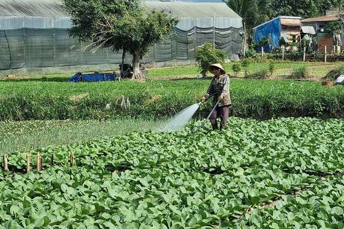 Nông dân tất bật chăm sóc vụ rau Tết