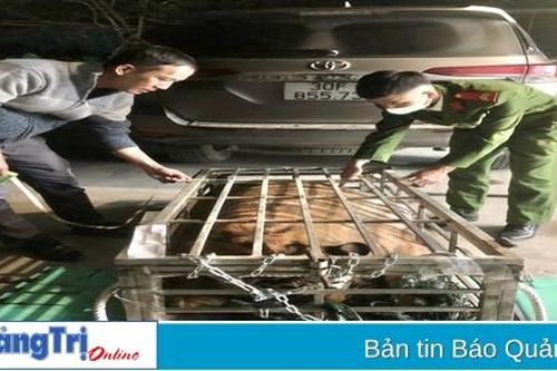 Bắt đối tượng vận chuyển con hổ nặng 200 kg trên Quốc lộ 9