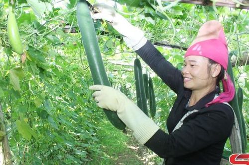 Yên Hưng tập trung chuyển đổi cơ cấu cây trồng