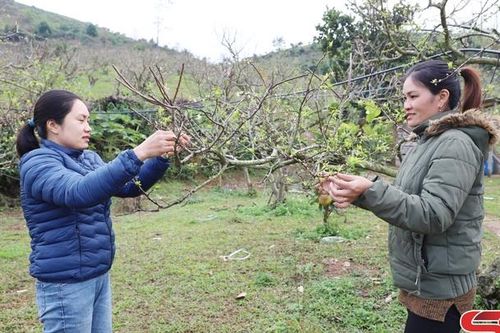 Sản xuất nông nghiệp theo hướng hàng hóa