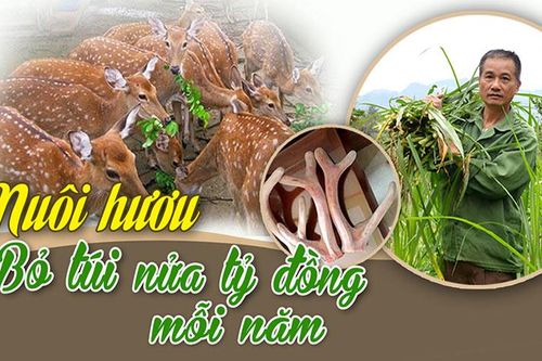 Nuôi Hươu bỏ túi nửa tỷ đồng mỗi năm