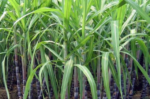 Mía đường Sơn La (SLS): Lãi ròng vượt 38% kế hoạch cả niên vụ