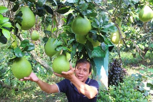 Phong phú trái cây miền Tây Nam Bộ cung ứng thị trường Tết