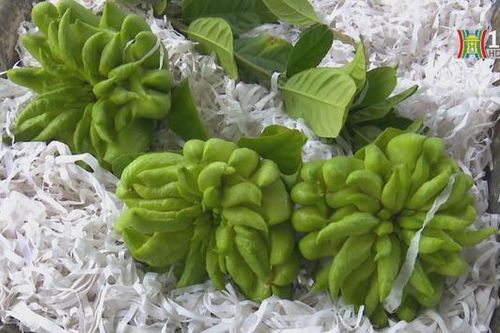 Làng nghề Phật thủ nhộn nhịp vào Tết