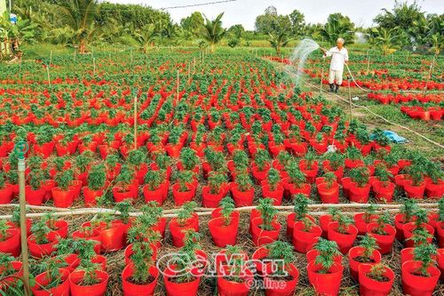Mong đón Tết trọn niềm vui