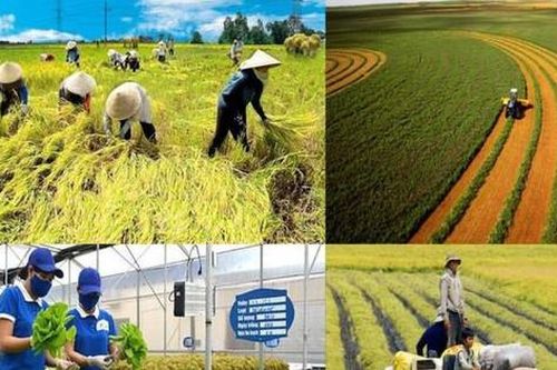 Triển khai các giải pháp hỗ trợ nông dân, phát triển nông nghiệp