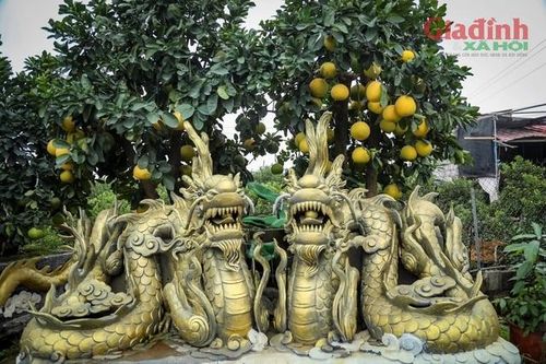 Chậu bưởi cảnh dáng kỳ lạ giá bán từ 300 triệu đồng, chỉ đại gia mới dám 'xuống' tiền mua về trưng Tết