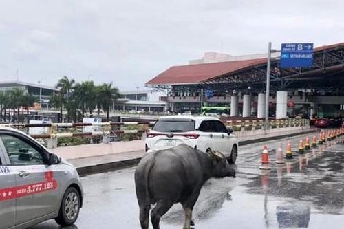 Trâu đi lạc tại nhà ga sân bay Nội Bài