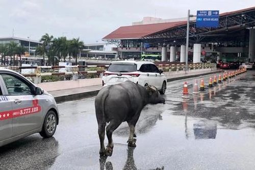 Cảng vụ hàng không miền Bắc nói gì về vụ trâu đi lạc vào sân bay Nội Bài?
