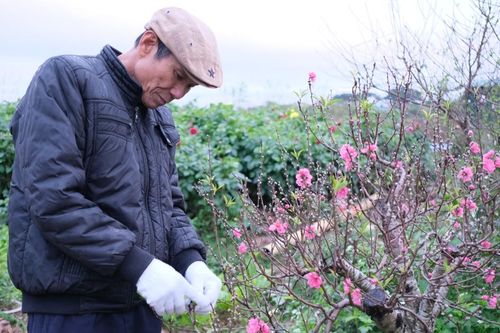 Vĩnh Phúc: Cảnh sắc rực rỡ tại làng hoa cây cảnh Tiền Châu