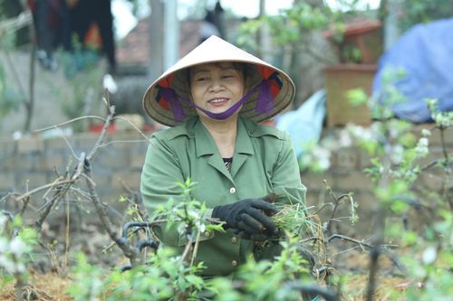 Làm cả năm thu hoạch 1 tháng, người trồng mai trắng hối hả mỗi vụ Tết