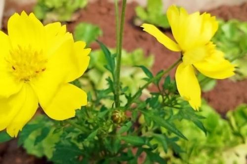 Văn khấn tạ mộ cuối năm theo cổ truyền Việt Nam