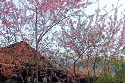 Nghệ An: Sặc sỡ sắc hoa Anh Đào nơi miền biên viễn