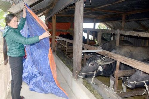 Không chủ quan, bị động trong phòng chống đói, rét cho vật nuôi