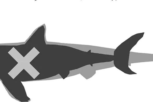 Cá mập cổ đại megalodon mảnh hơn suy đoán