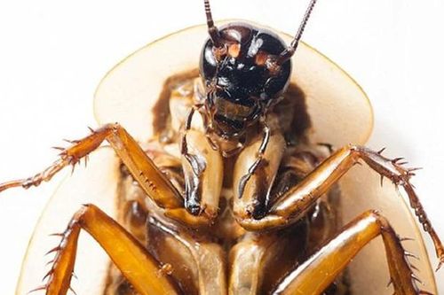 Nếu con người 'bốc hơi' khỏi Trái đất, loài vật nào sẽ thống trị?