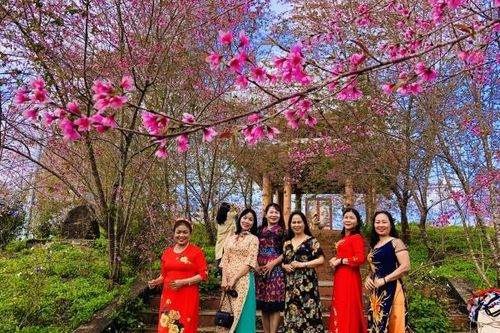Kon Tum: Mai anh đào nhuộm hồng núi rừng Măng Đen