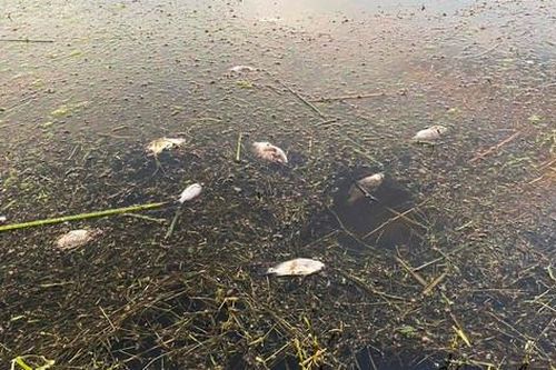 Xác định nguyên nhân cá chết nhiều trên đầm Trà Ổ ở Bình Định