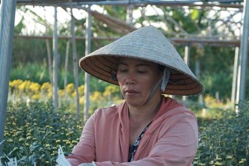Người lao động tỉ mỉ ngắt lá, lặt chồi ở làng hoa lớn nhất Kon Tum để kiếm tiền trang trải Tết