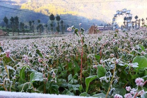 Chùm ảnh: Băng tuyết phủ trắng cao nguyên đá