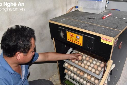 Nuôi gà '3 giai đoạn' để vượt giá rét, nông dân rẻo cao Nghệ An thu lãi cao