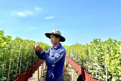 Bình Định: Thời tiết thuận lợi, làng hoa cúc xã Bình Thành rộn ràng vào Xuân