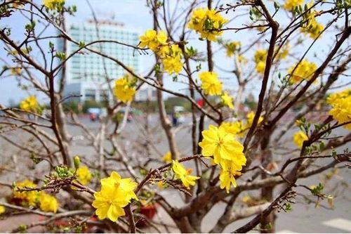 Gần Tết, nhiều vườn mai ở Thành phố Hồ Chí Minh vẫn đang đợi khách