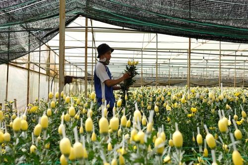 Lâm Đồng: Thị trường hoa Đà Lạt trầm lắng trong dịp cận Tết Nguyên đán