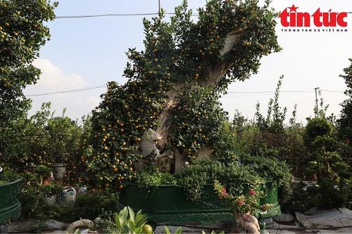 Độc lạ dòng quất ghép gỗ lũa hút khách dịp cuối năm