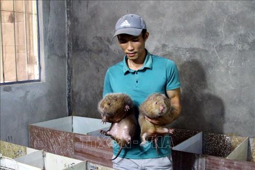 Nuôi dúi thương phẩm và sinh sản - hướng đi mới của nông dân Quảng Bình