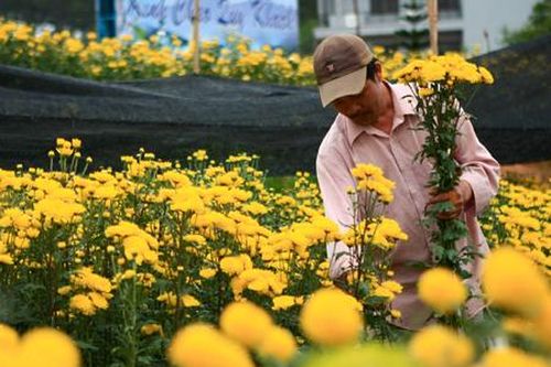 Thị trường hoa Đà Lạt trầm lắng dịp cận Tết