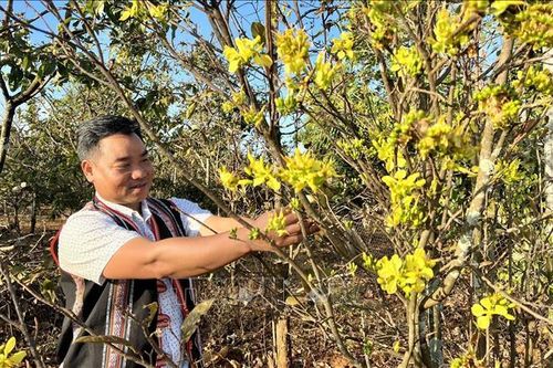 Làng mai trong phố núi Pleiku