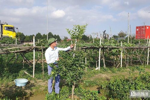 Hải Phòng: Khôi phục thành công giống cam quý từng được tiến vua