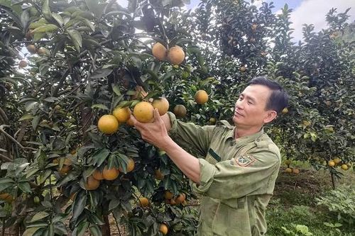 Cây đặc sản Hà Tĩnh vào vụ Tết, người dân phấn khởi thu bạc tỷ