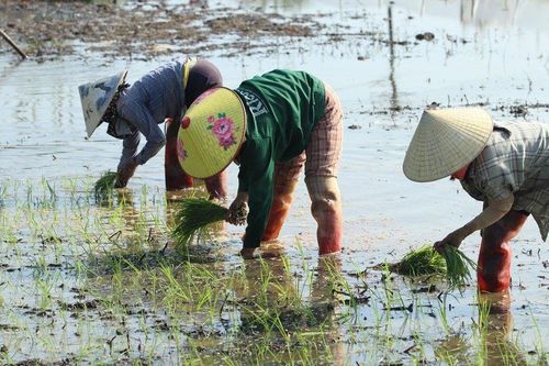 Nông dân cấy thuê kiếm nửa triệu/ngày dịp cận Tết