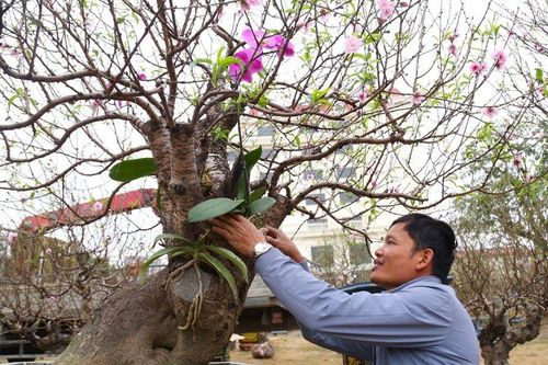 Cận cảnh những gốc đào cổ thụ xuống phố đón Tết