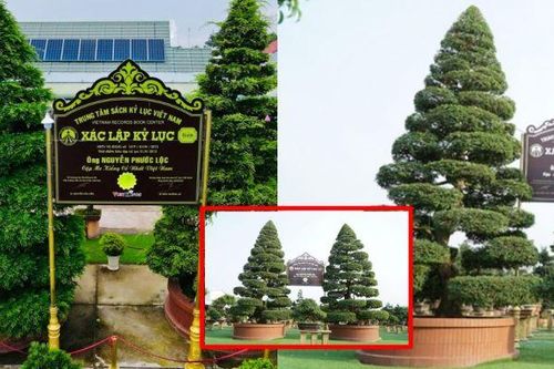 Cặp me kiểng cổ nhất được kỷ lục Việt Nam xác nhận: Hơn 150 tuổi, trả 10 tỷ chủ nhân vẫn không bán