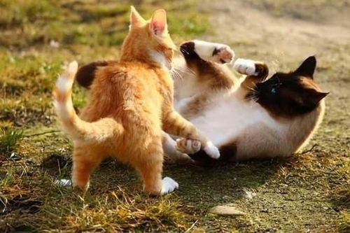 Tại sao mèo cái thường tấn công mèo đực sau khi giao phối? Một số con mèo đực thậm chí còn bị 'ám ảnh tâm lý'