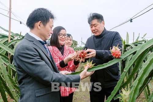 Khi nông dân không cần 'giải cứu nông sản'