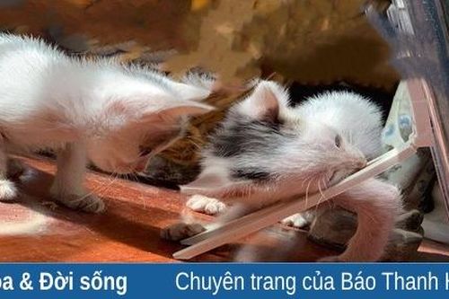 Tôi là Tiểu Bạch và đây là chuyện của lũ mèo chúng tôi: Câu chuyện thứ 3 - Tắm nắng