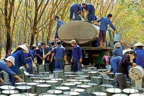 Cao su Phước Hòa lãi ròng gần 160 tỷ đồng quý IV/2023, phần lớn đến từ dự án VSIP III